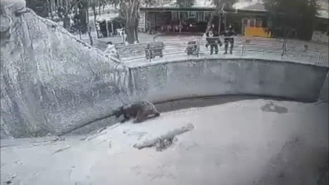 Мајка го фрлила своето дете во кафез со мечки во зоолошка градина во Узбекистан (ВИДЕО)