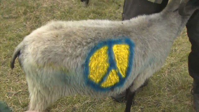 Во знак на сочувство: Германски овчар го црта украинското знаме на животните