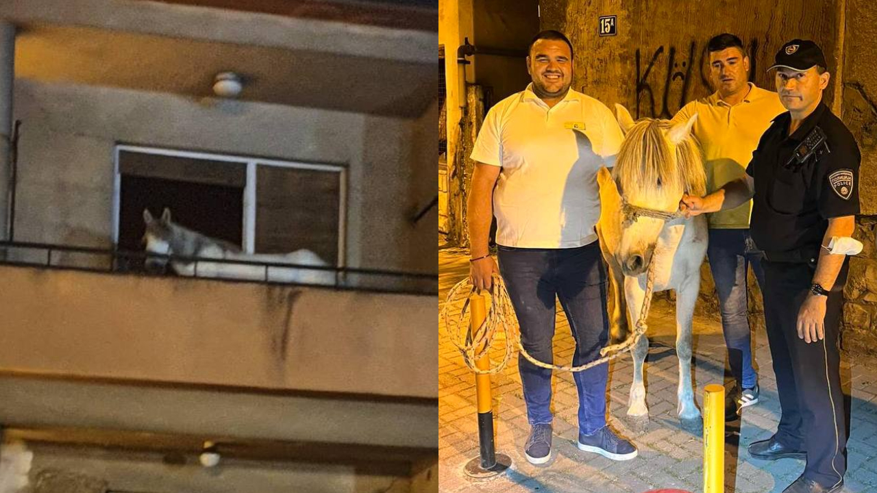 ФОТО: Коњ се појави на тераса во Дебар Маало, ЗОО Скопје го згрижија