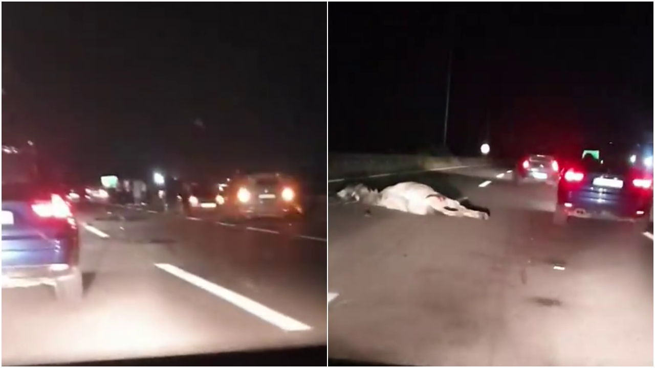ВИДЕО: На автопат кај Скопје со „Ауди“ удрил и усмртил два коња