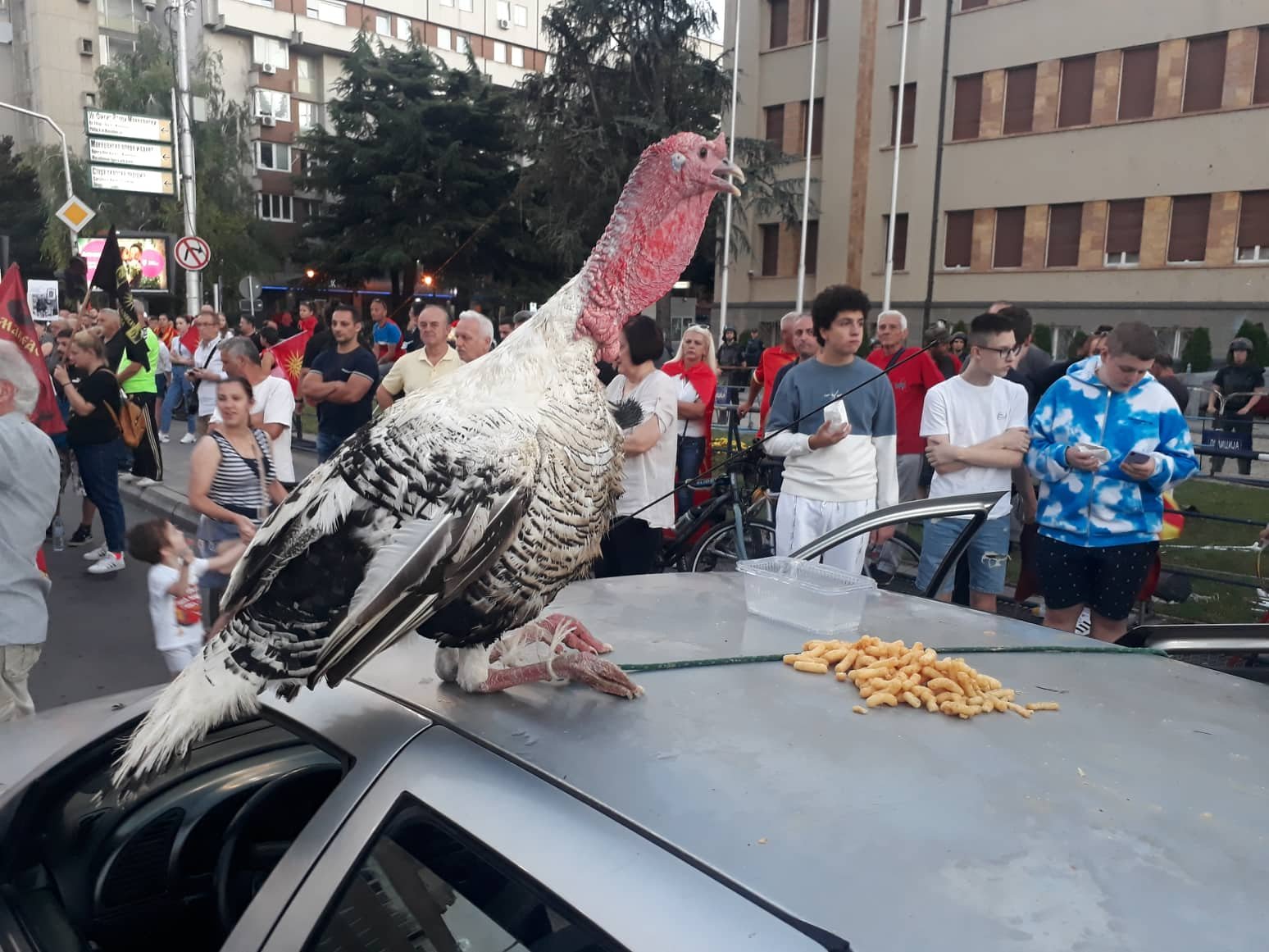 Анима Мунди со реакција за мисирката пред Собрание: Не се бара правдина за себе со чин во кој на друго битие му создавате болка, траума, невиден стрес