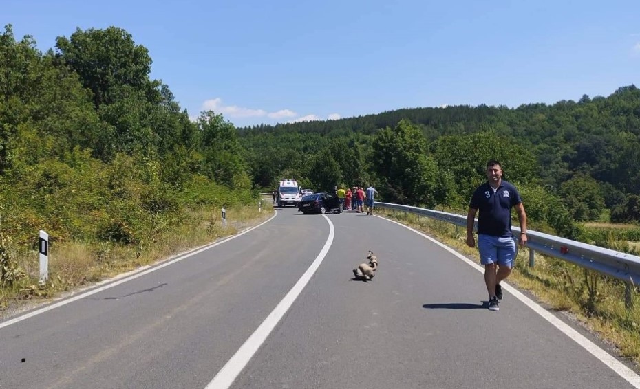Верижна сообраќајка на патот Делчево – Македонска Каменица – три лица повредени