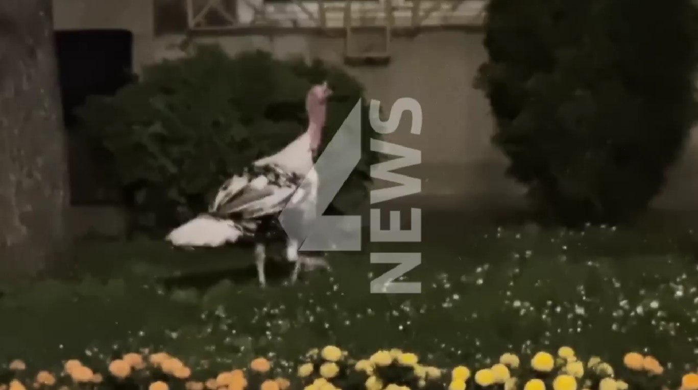 ВИДЕО: Им избега ќурката, па демонстрантите кои ќе спијат пред Собрание викаа: Врати се Таче!