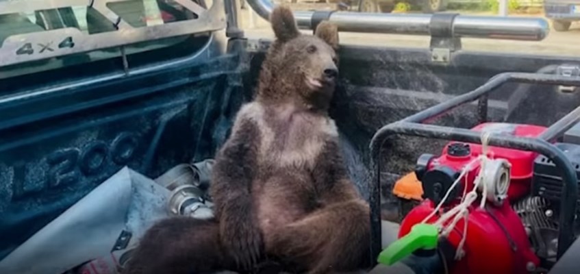 ВИДЕО: Спасија мечка отруена со мед во Турција