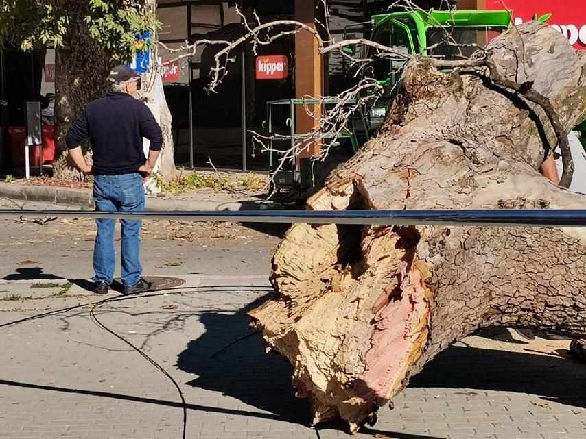 Се скрши голема гранка од стариот Чинар во Охрид