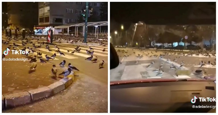 На социјалните мрежи се шири видео од Сараево: Што правaт врани на улица навечер?