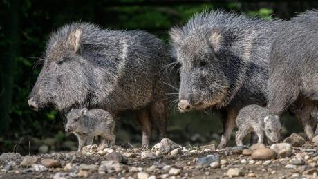 Од први февруари забранет лов на дива свиња