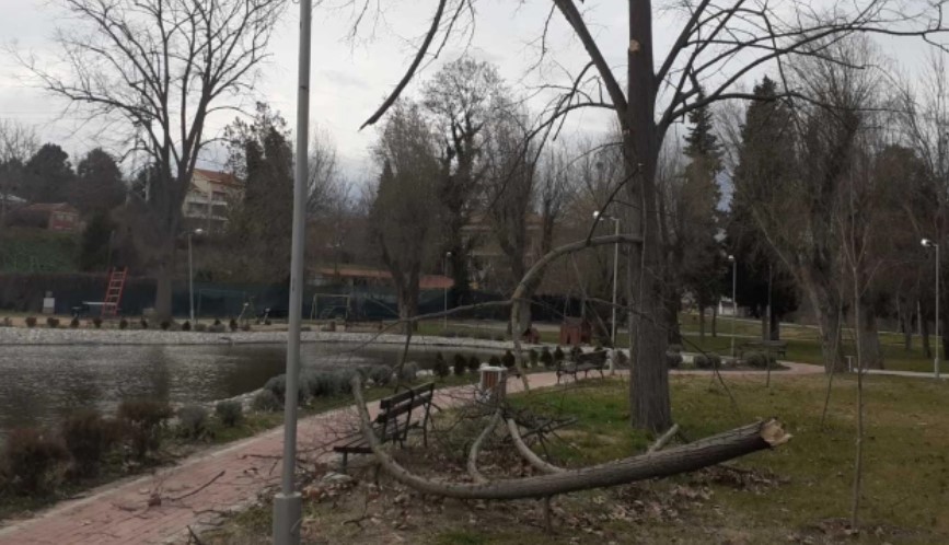 Силниот ветер оштети дрва во Градскиот парк во Велес