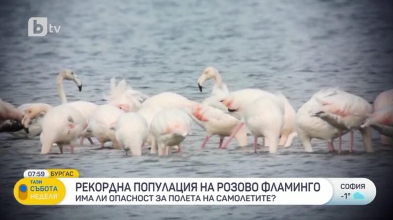 Илјадници розови фламинго најдоа дом во близина на Бургас: Дали се опасни за авионите?