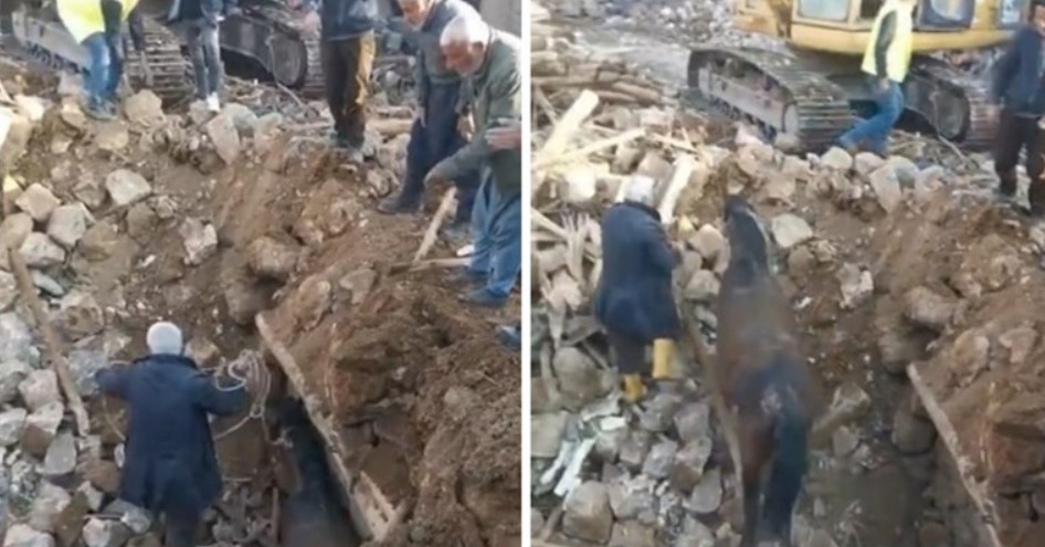 ВИДЕО: Успеал да преживее 21 ден под урнатините – спасен коњ во Турција
