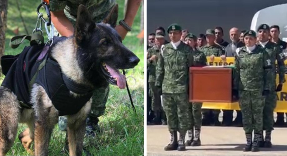 Погребано е кучето трагач Протео, кое загина при спасување во Турција