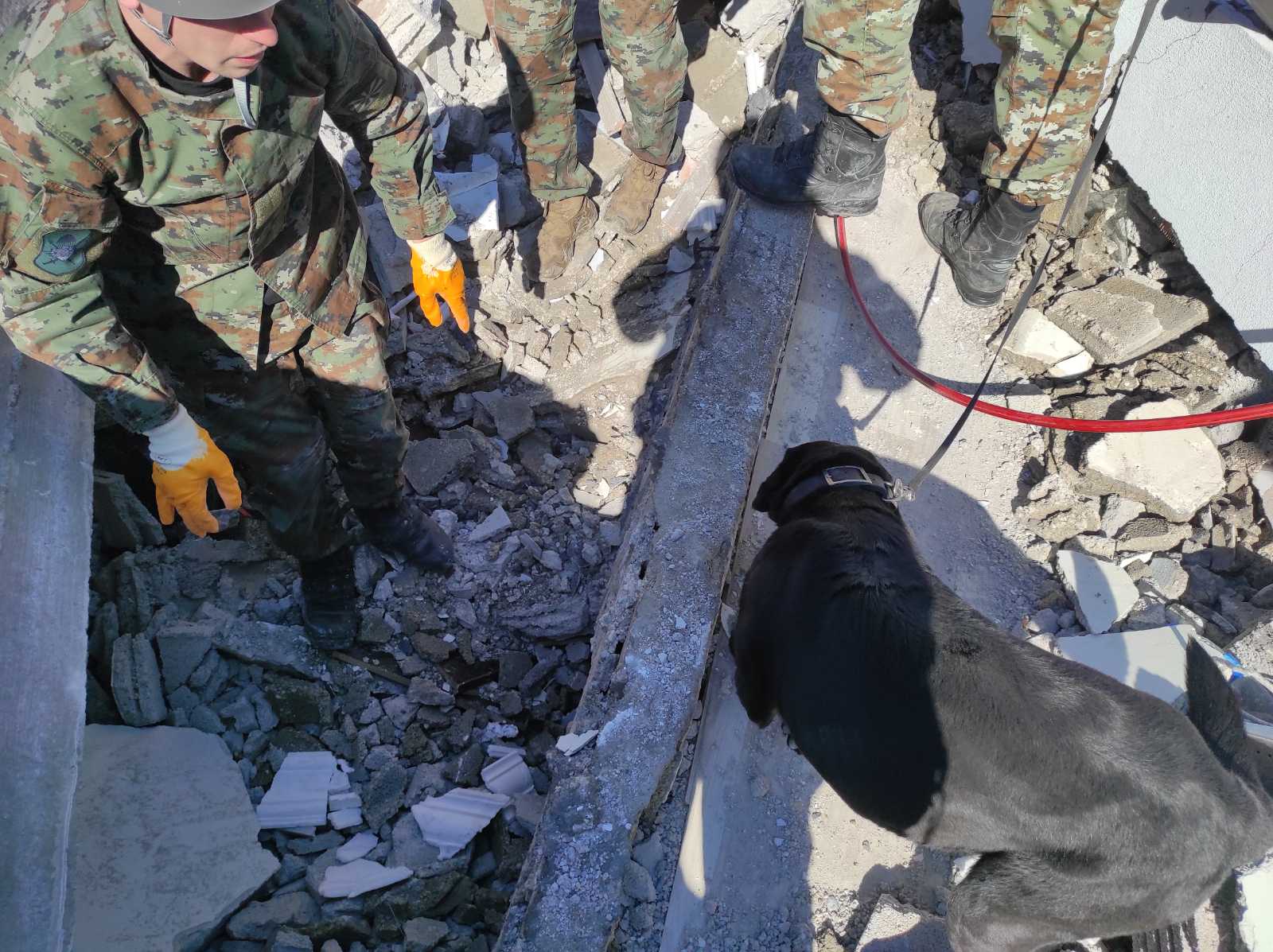Кучиња херои на помош во Турција и Сирија, нивната важност ја гледаме при природни катастрофи