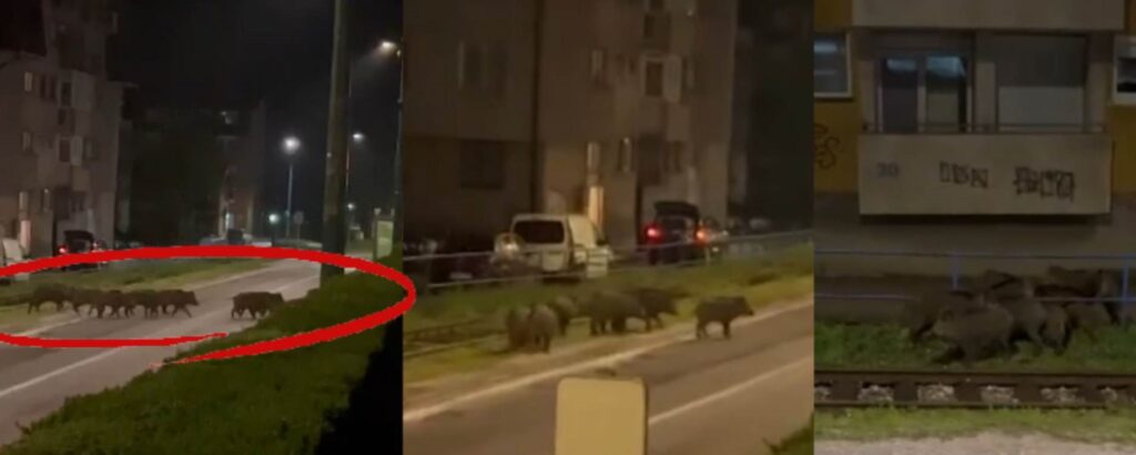 ВИДЕО: Диви свињи снимени во град – „Досега доаѓаа само лисици“