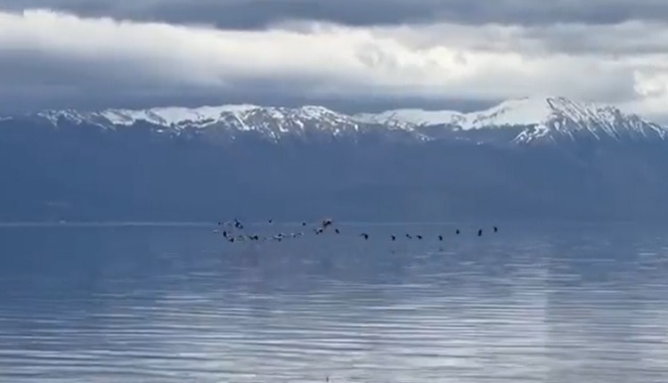 ВИДЕО: Рај за очи, јато фламинга во прелет над Охридското езеро