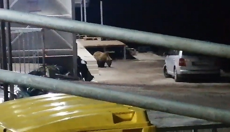 ВИДЕО: Мечка посети ресторан на патот Маврово – Дебар