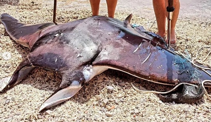 ФОТО: Во Црна Гора уловен „морски ѓавол“, стигнаа и првите осуди!