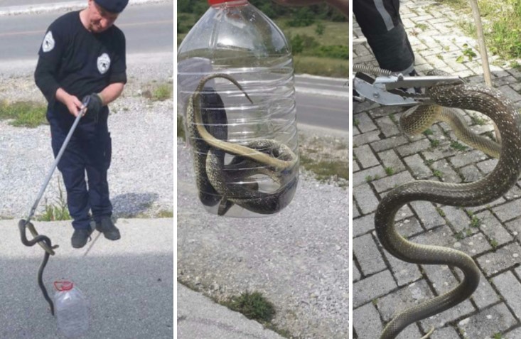 ФОТО: Храбрите пожарникари од Охрид фатија змија, еве како изгледа!