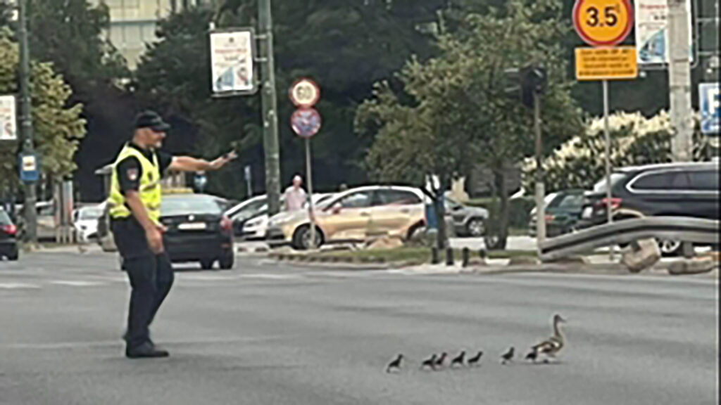 Фотографијата на денот доаѓа од Сараево: Полицаец го запре сообраќајот за да помине патка и пајчиња