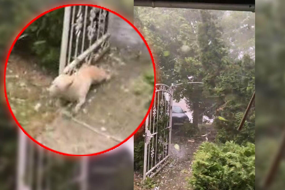 ВИДЕО Во Врбас како да имало торнадо, за малку ќе соберело куче: Нова снимка од вчерашното невреме во Војводина