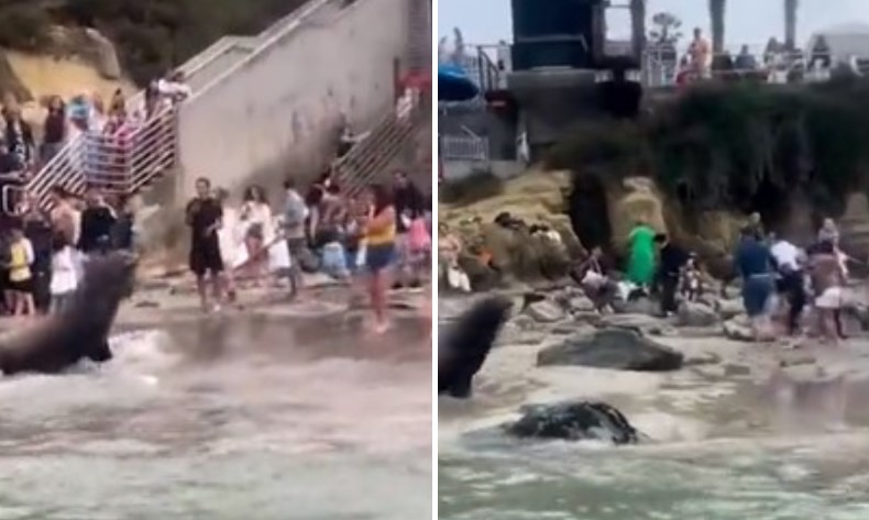 ВИДЕО: Бесни морски лавови нападнаа капачи во Сан Диего, настана хаос, децата врескаа во паника
