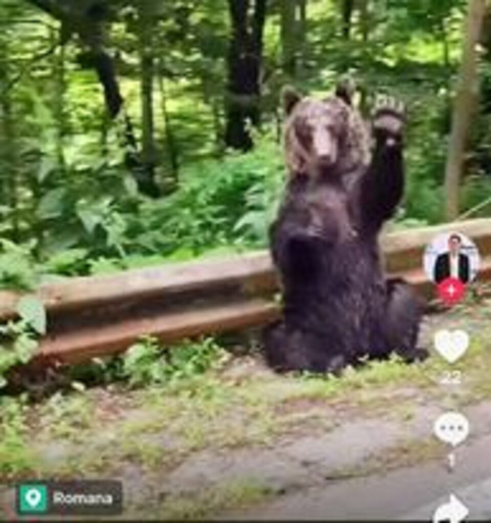 ВИДЕО Уште ова го немаше! Мечка им се поздравува на сите по пат