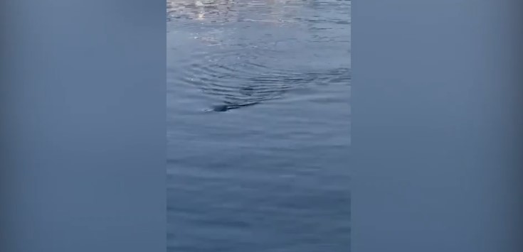 Туристите не верувале во своите очи: Во шок гледале ајкула како мирно плива покрај брегот кај Херцег Нови!