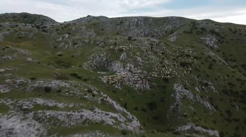 ВИДЕО Неверојатна глетка: Стадо од 600 овци се спушта по карпата Зеленгора