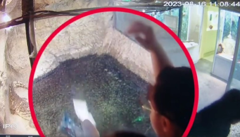 ВИДЕО НЕМА КРАЈ НА ГЛУПОСТИТЕ: Намерно фрлаат влажни марамици кај крокодил!