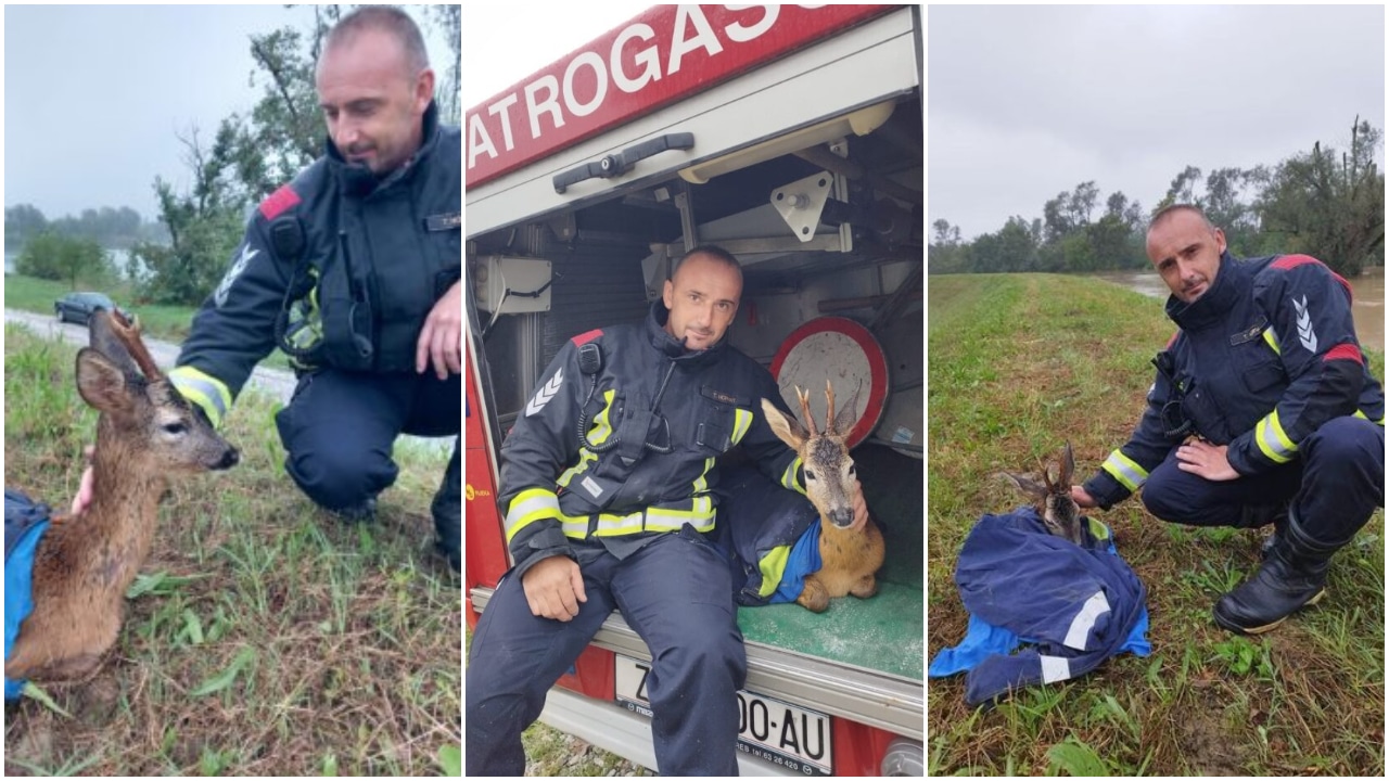 ВИДЕО Пожарникарите спасиле срна од поплавите во Словенија, па им јадела од раце
