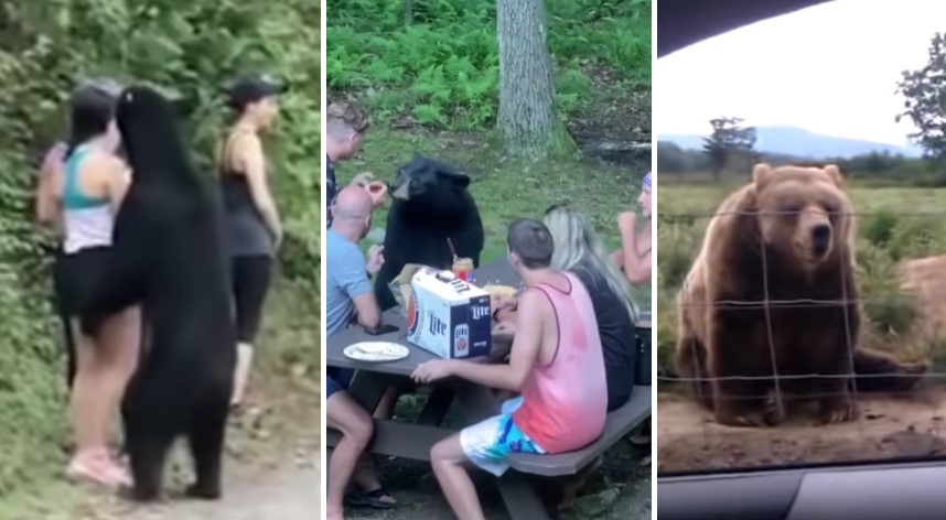 ВИДЕО Се фотографираат, и мачкаат кришка со путер – што се прават луѓето кога ќе им се приближи мечка?