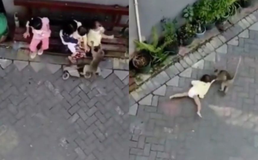 Вознемирувачко видео: Агресивен мајмун дојде на велосипед и се обиде да киднапира дете