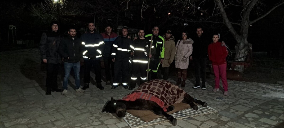 ВИДЕО Згрижен е коњот кој во близина на Плетвар беше удрен од несовесен возач и оставен на патот