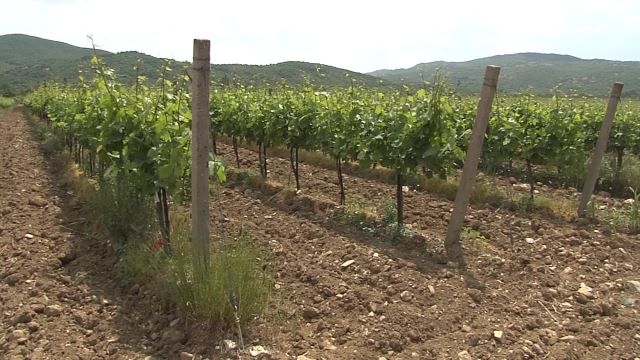 Субвенции во лозарството
