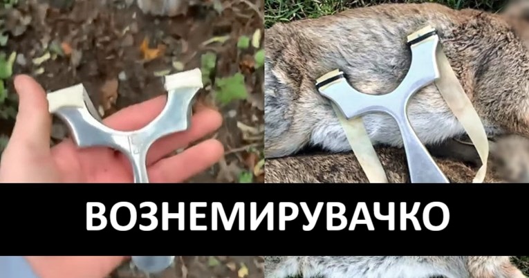 ВОЗНЕМИРУВАЧКО Деца во Британија убиваат животни и се фалат со тоа на WhatsApp