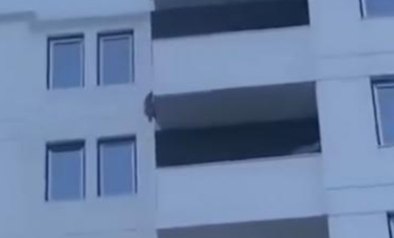 ВОЗНЕМИРУВАЧКО ВИДЕО: Ужас во Тетово, куче падна од шести спрат додека имало обид за заловување!