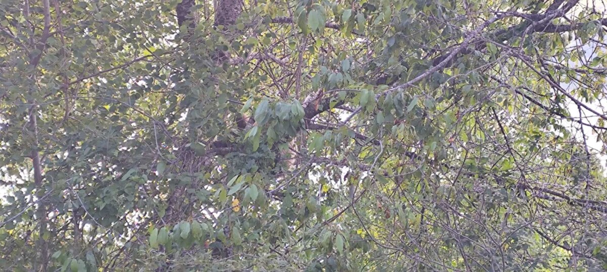 ЦУК: Ослободено мече кое било заглавено на дрво во Маврови Анови