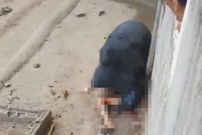 ВОЗНЕМИРУВАЧКО ВИДЕО Хорор сцена во зоолошка градина, човекот ја исмејувал мечката, потоа таа го зграпчила и го одвлекла во кафезот!