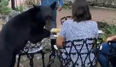 ВИДЕО ЗА НЕВЕРУВАЊЕ: Мечка влегла во градината на ресторанот, и го изела јадењето на жената која ручала, па и удрила шлаканица!