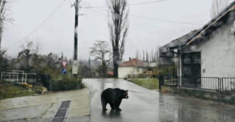 Мечка сред бел ден се шета низ Ранковце