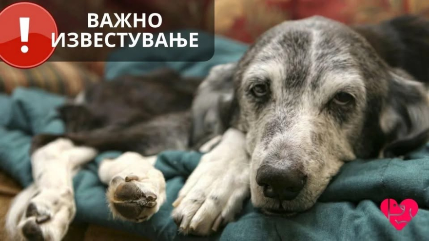Кучешка чума се појави во прифатилиштето на Лајка