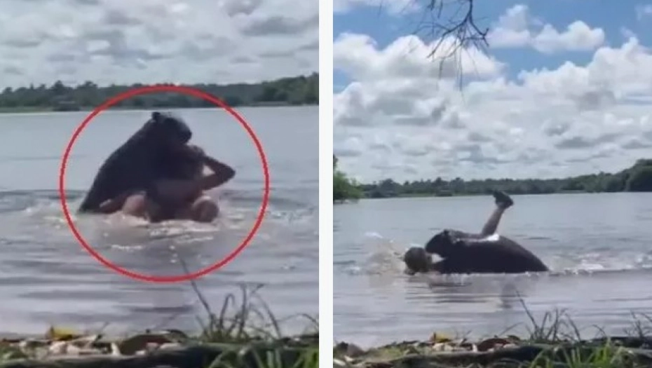 ВИДЕО Жена нападната од најголемиот глодар на светот додека пливала во езеро