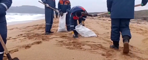 ВИДЕО Над 30 китови загинаа во Црното Море поради загадување