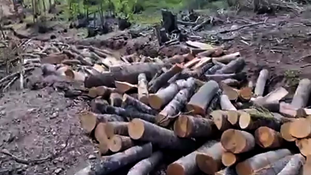 ВИДЕО Акција на Регионалниот центар за гранични работи Запад – запленети над 200 метри кубни бесправно исечено огревно дрво