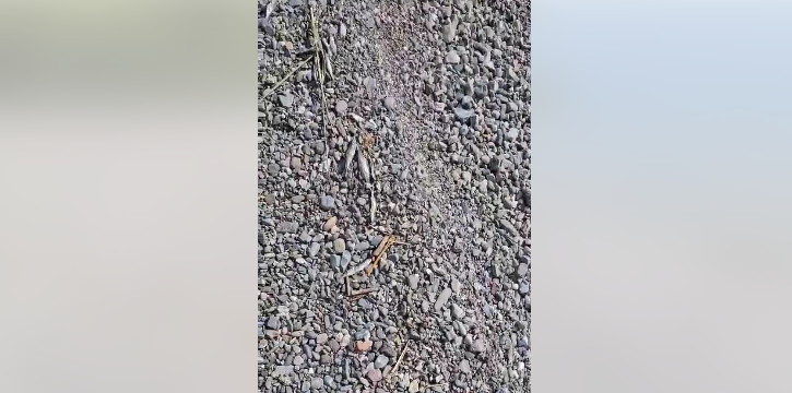 ВИДЕО Помор на плашицата во Охридско езеро