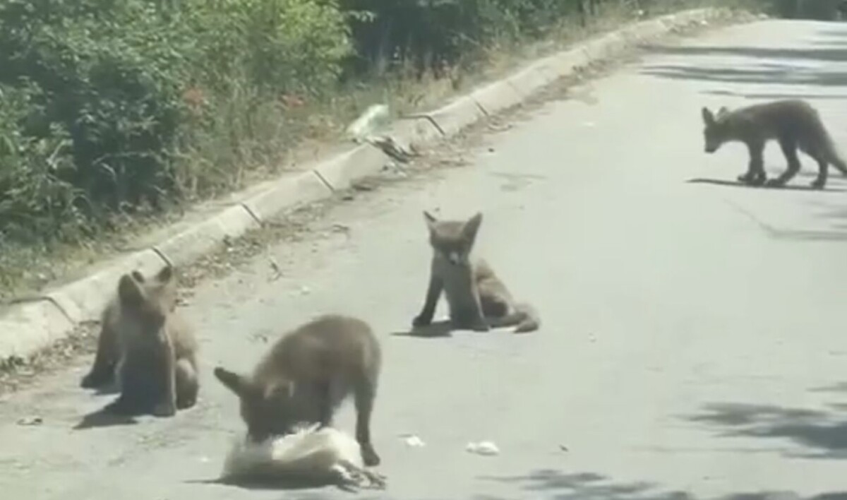 Сред бел ден чопор лисици ловат низ Козле!
