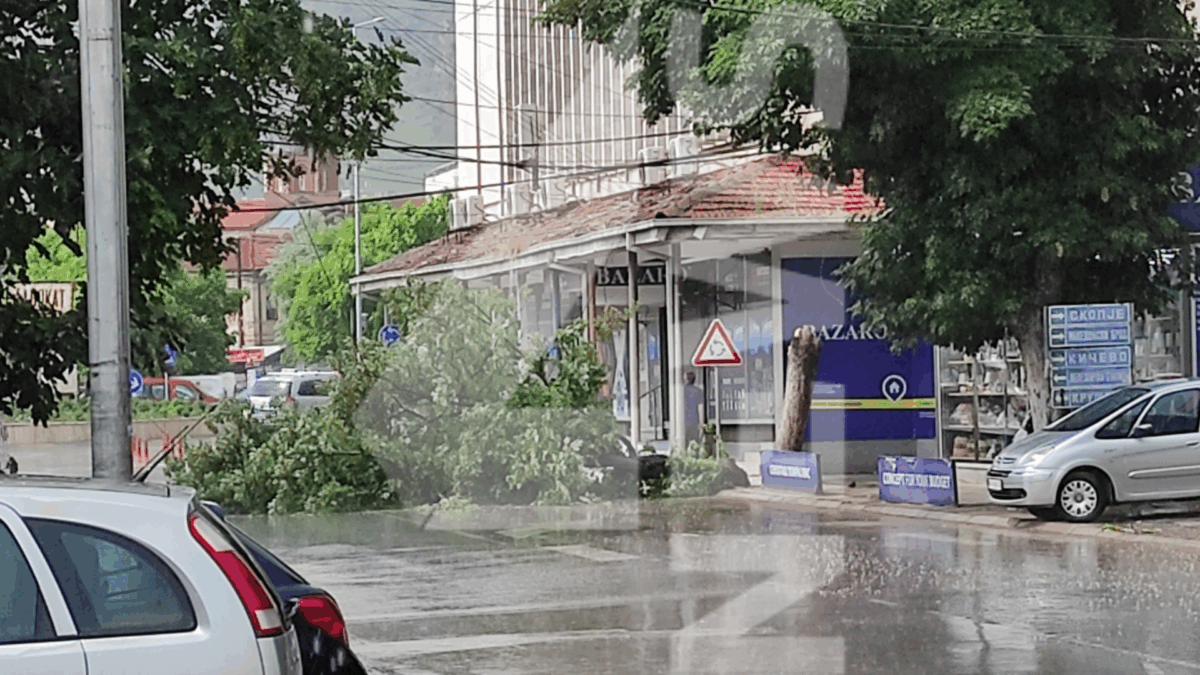 ФОТО Невреме го зафати Прилеп, неколку дрвја паднати