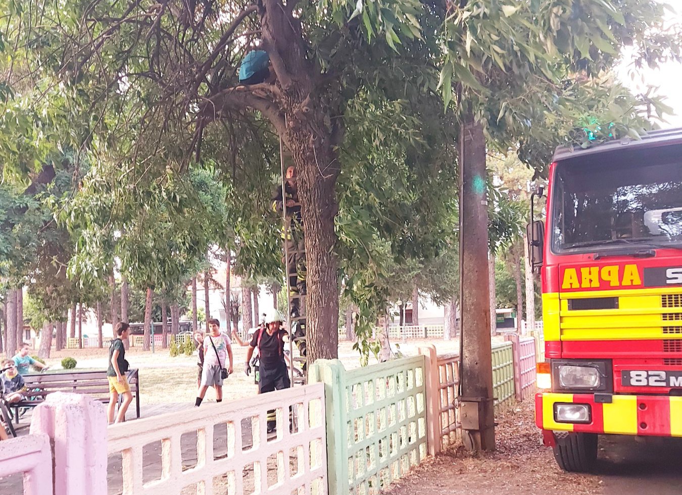 ВИДЕО Пожарникари во Битола спасуваа дете кое се качило на дрво