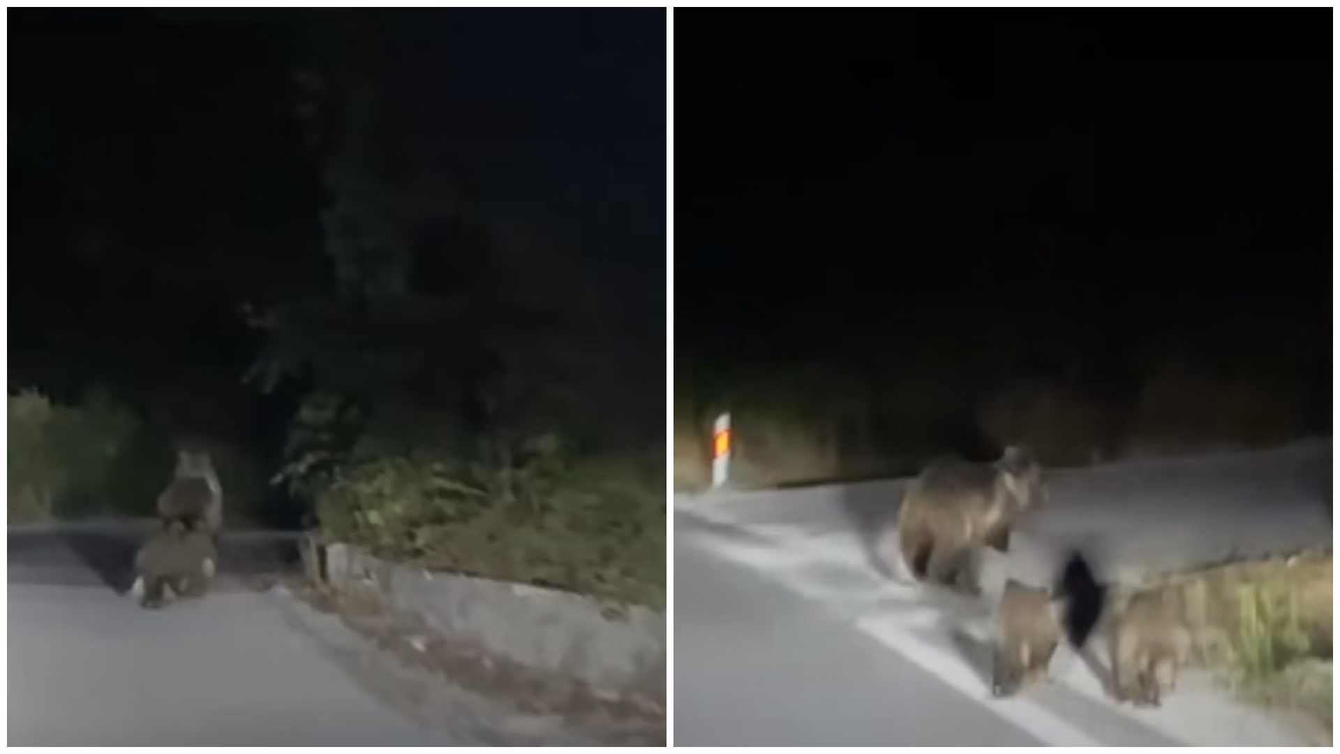 ВИДЕО Мечка со мечиња забележана кај Тетовско Беловиште