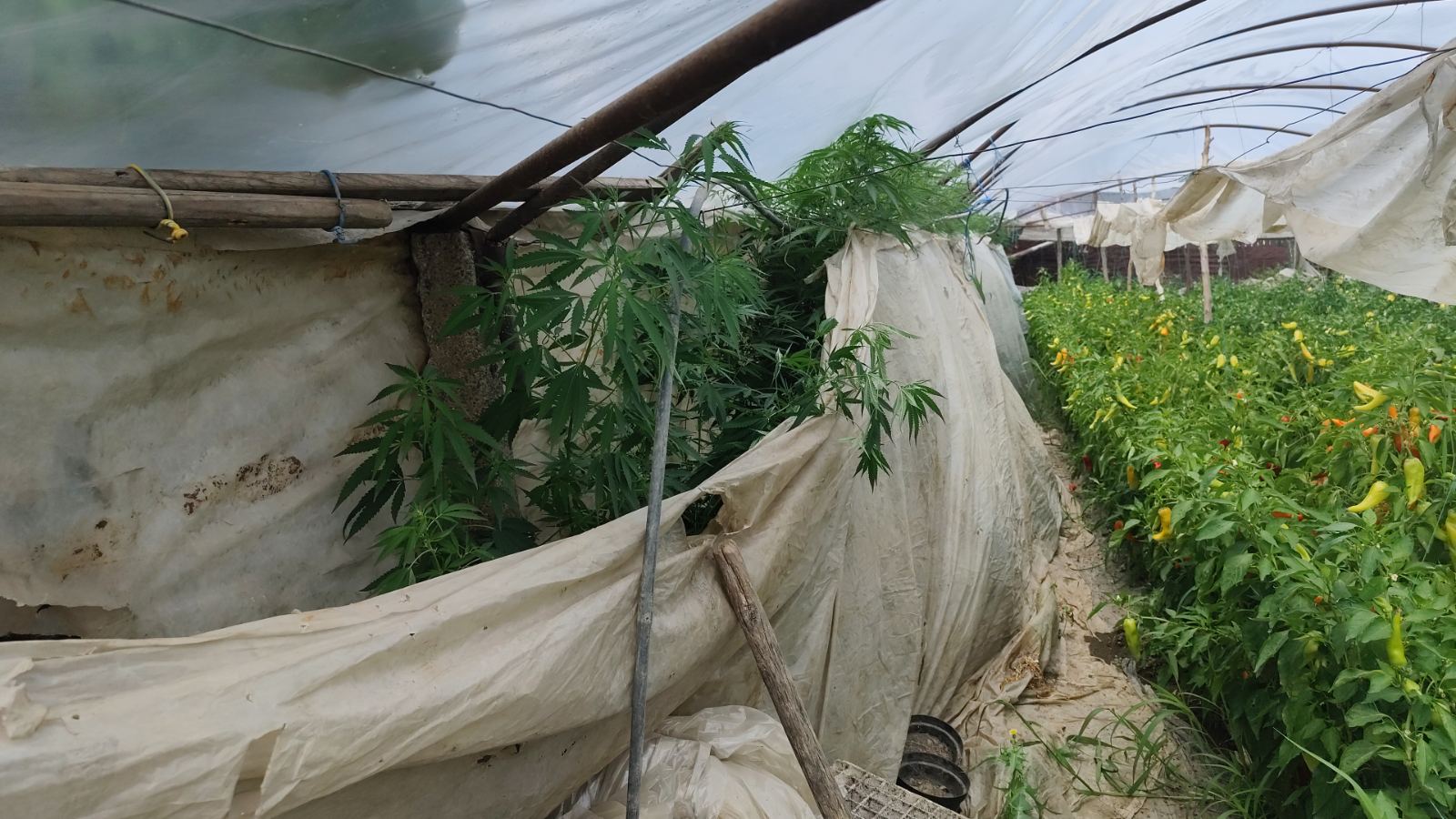 Полицијата упадна во куќа во Богданци: До пиперките во бавчата пронајдени 56 стебла марихуана високи над 2 метра!