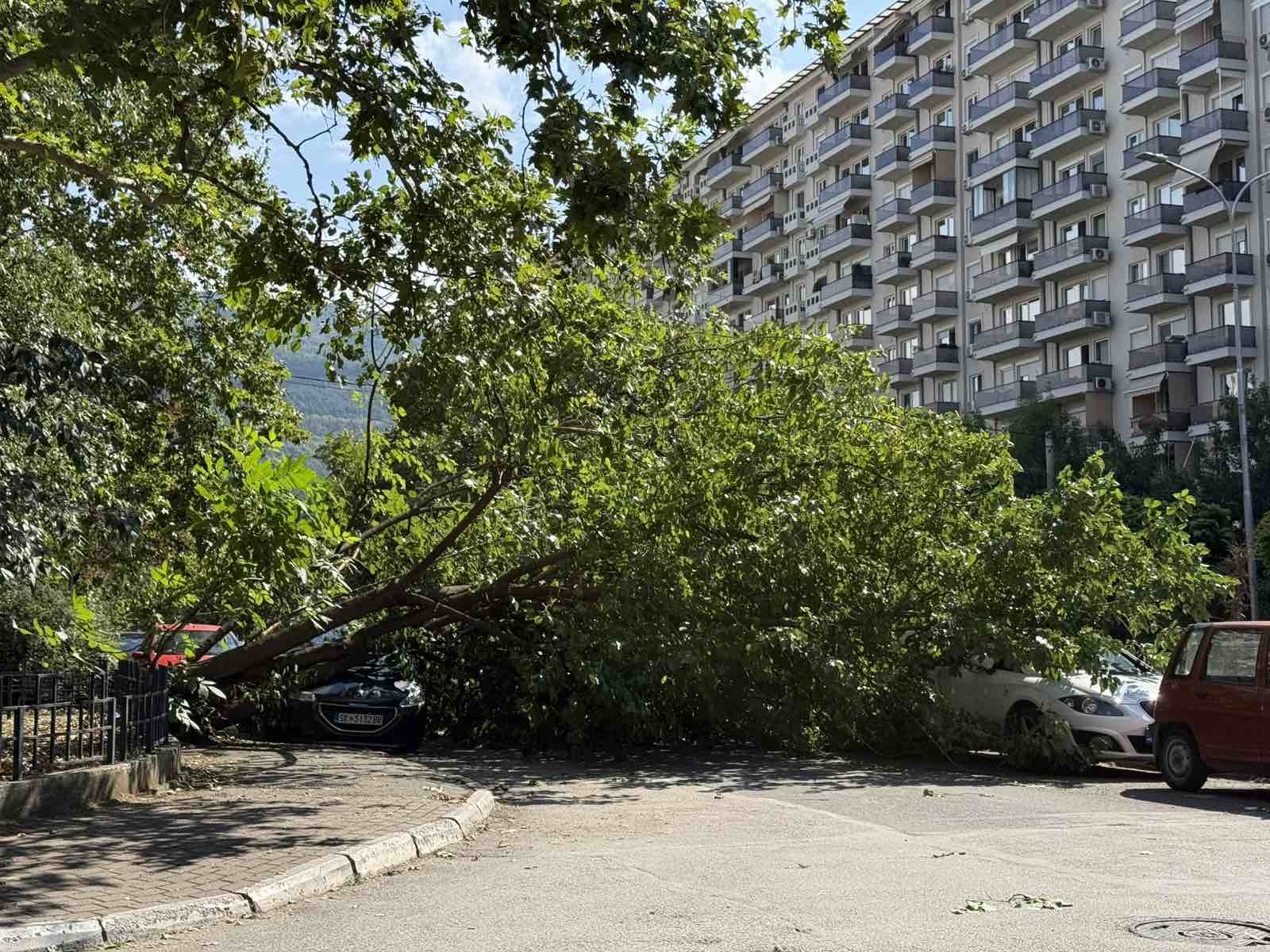 ФОТО Паднато дрво оштети автомобили кај Атхинска-Каирска во Скопје